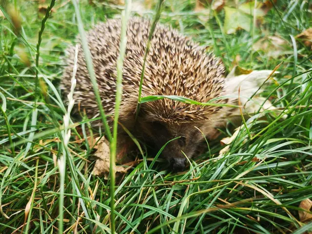 Tagaktive Igel sind i.d.R. krank und gehören vorübergehend in sachkundige Hände | Foto: privat