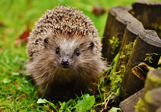 Sympathieträger Igel | Foto: Pixabay