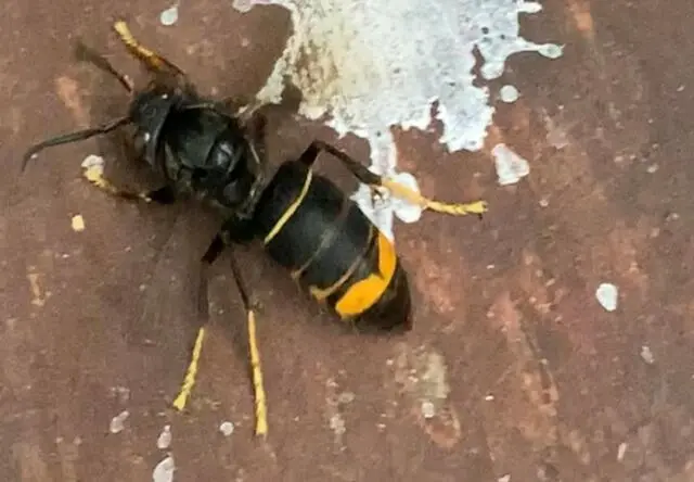 Vespa Velutina die Asiatische Hornisse mit dem schönen Namen | Foto: Bildrechte: Thomas Beissel