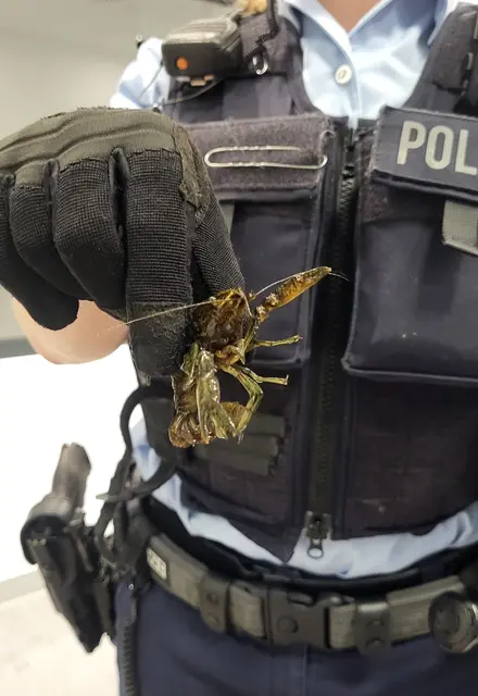 Ohne gelöstes Ticket endete die Fahrt für diesen Schwarzfahrer am Hauptbahnhof. | Foto: Bundespolizei