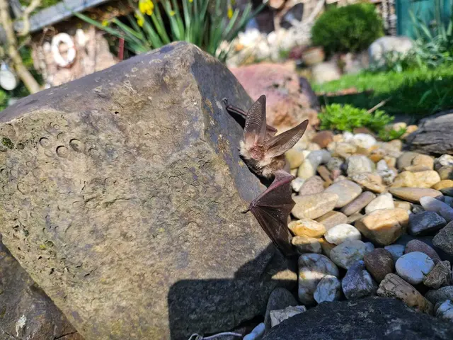 Langohrfledermaus im Rhein-Erft-Kreis gerettet  | Foto: Privat