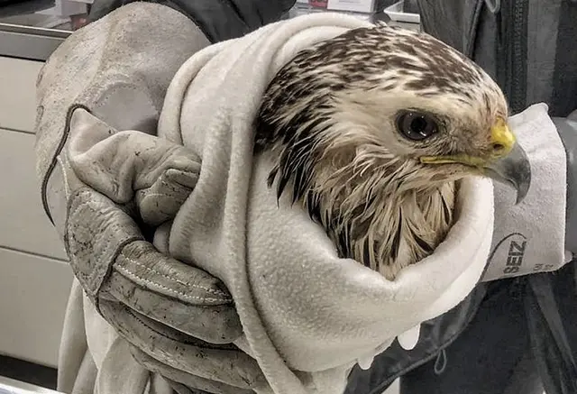 Aus der Erft geretteter Bussard | Foto: Privat