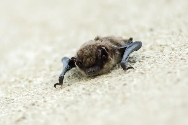 Gerettete Fledermaus  | Foto: Pixabay