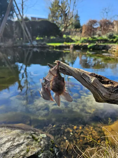 Langohrfledermaus im Rhein-Erft-Kreis gerettet  | Foto: Privat