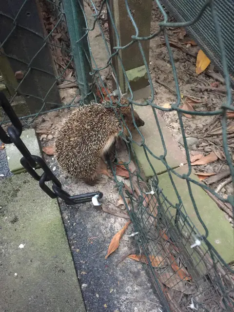 Maschendrahtzaun ohne Durchlass gefährlich für Igel | Foto: Peter Schäfer, Elsdorf