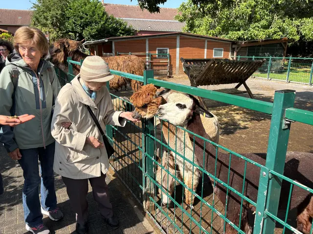 Seniorin Elvira Lautenschlag ist auf Kuschelkurs mit den Lamas im Streichelzoo des Gertrudenhofs.   | Foto: Andrea Floß
