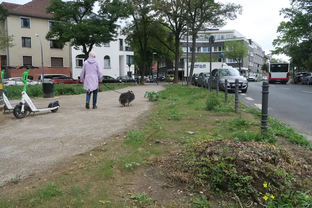 Zwei Bäume am Leiblplatz wurden gefällt.   | Foto: Hermans