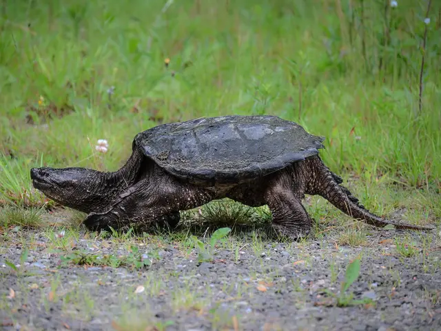Schnappschildkröte, Kejimkujik National Park, Nova Scotia | Foto: Martina Schäfer, Bad Honnef-Orscheid