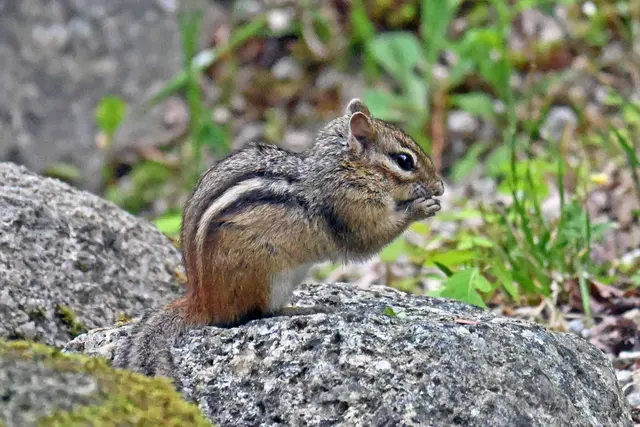 Streifenhörnchen, Grave Island Provincial Park, Nova Scotia | Foto: Martina Schäfer, Bad Honnef-Orscheid