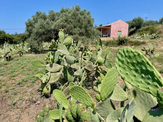 Im Süden Kefalonies existiert der erste organisch aufgestellte Opuntien-Betrieb Griechenlands. Die Früchte (Kaktusfeigen) sind essbar und nährstoffreich, sie enthalten Vitamin C, Magnesium und Antioxidantien. In mediterranen Ländern wird diese Form des Anbaus immer mehr gepflegt - aufgrund der klimatischen Veränderungen.  | Foto: Daniel Basler