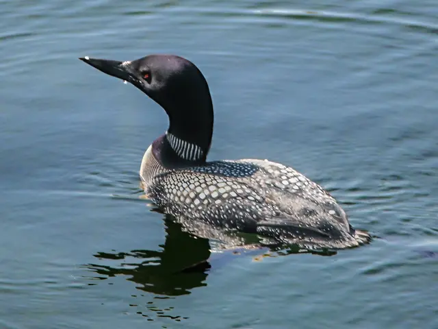 Eistaucher am East Coast Trail, Neufundland | Foto: Martina Schäfer, Bad Honnef-Orscheid