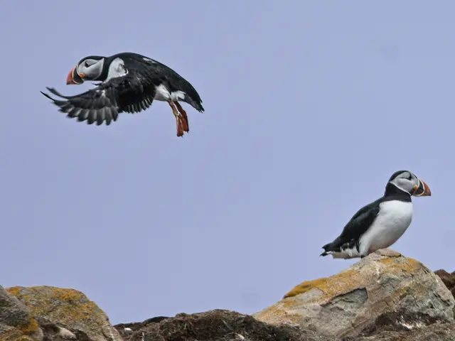 Papageientaucher in Elliston, Neufundland | Foto: Martina Schäfer, Bad Honnef-Orscheid