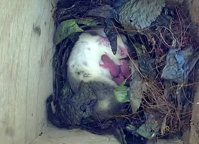 Blick mit der Live-Webcam: Siebenschläfermutter mit ihren neugeborenen Jungen. Foto: NABU Leverkusen