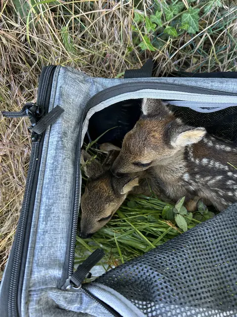 Wird ein Kitz entdeckt, kommt es in eine Tragebox. Foto: Dirk Riedel
