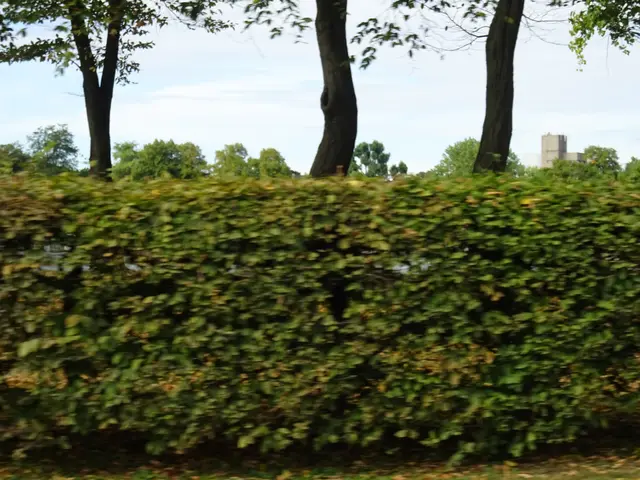 Herbst Hecke | Foto: Bildrechte: Stefania Herod