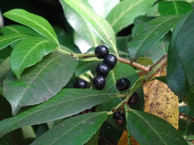 Herbst Beeren | Foto: Bildrechte: Stefania Herod