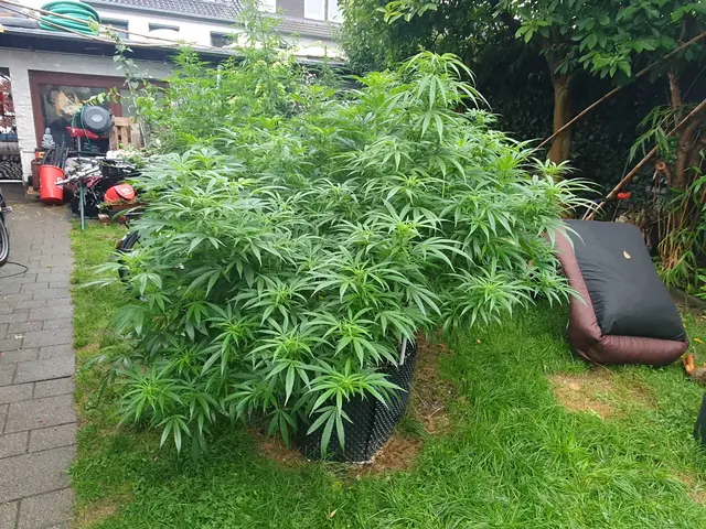 Gärtnerische eine Glanzleistung, jedoch nicht ganz gesetzeskonform: Die Polizei entdeckte beiläufig eine Cannabis-Plantage. | Foto: Polizei Köln