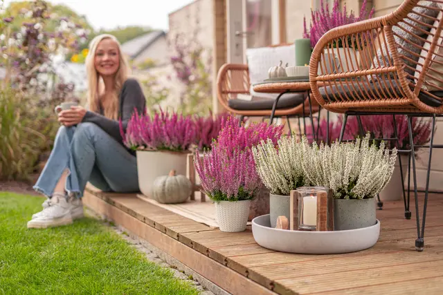 Heidepflanzen bringen Farbe in den Herbst. Foto: DJD/Harries Plantdesign