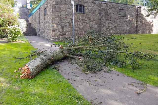 Bei heftigem Wind ist der Ast der alten Tanne abgebrochen; jetzt muss der Baum gefällt werden. 

 | Foto: Stadt Wiehl