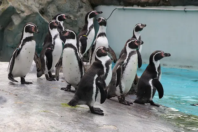 Humboldt-Pinguine im Kölner Zoo. | Foto: Stephan Anemüller / KVB