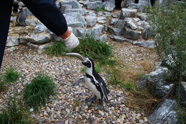 Pinguin-Fütterung im Kölner Zoo. | Foto: Stephan Anemüller / KVB