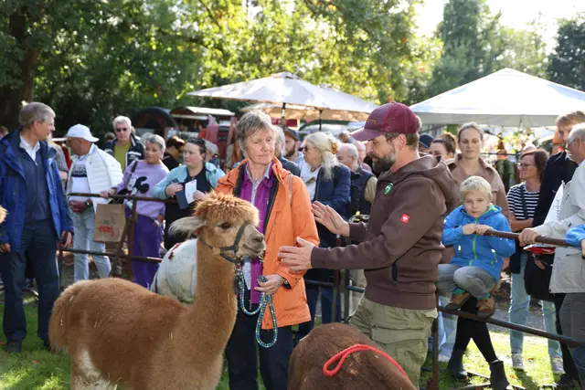 „Daniels kleine Farm“ lädt von 12 Uhr bis 17 Uhr stündlich zu einer 20-minütigen Alpakawanderung ein. Die Tour kostet pro Person 15 Euro. Pro Alpaka dürfen zwei Personen gebucht werden. Kinder dürfen ab 4 Jahren teilnehmen. Kinderwagen. Bagys etc. dürfen nicht mitgenommen werden. Auch das Tragen von Babys in einer Trage ist nicht möglich. Anmeldungen werden per E-Mail an info@schloss-eulenbroich.de angenommen.  Foto: Robert Scheuermeyer
