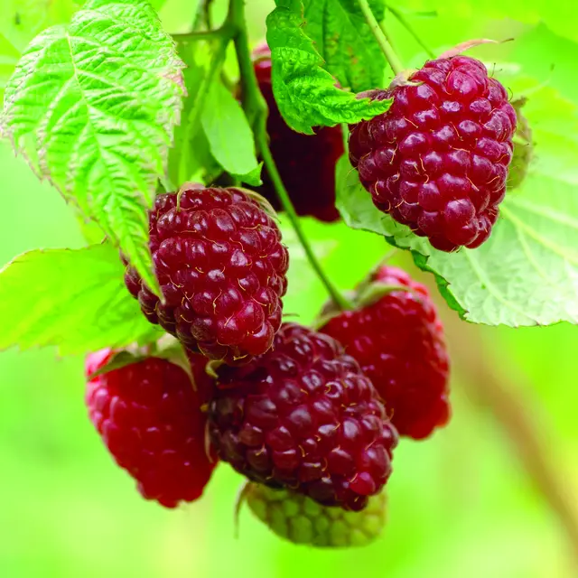 Frisch gepflückt und unvergleichlich lecker – Himbeeren aus dem eigenen Garten. Foto: Hof:Obst/zu Jeddeloh Pflanzenhandels-GmbH/akz-o