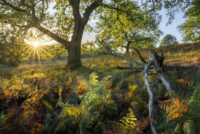 Auch in diesem Jahr gibt Stefan Pütz-Cordes den beliebten Kalender mit eindrucksvollen Landschaftsfotografien der Wahner Heide heraus. | Foto: Stefan Pütz-Cordes 