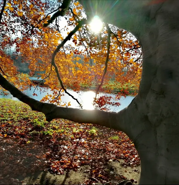 Bunt geht es im Herbst zu. Diese Jahreszeit hat seine Reize. Hier im Schlosspark lohnt sich ein Herbstspaziergang immer.  | Foto: Heike Löhrer