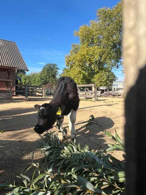 Das Kalb hat noch keinen Namen. | Foto: Kölner Zoo
