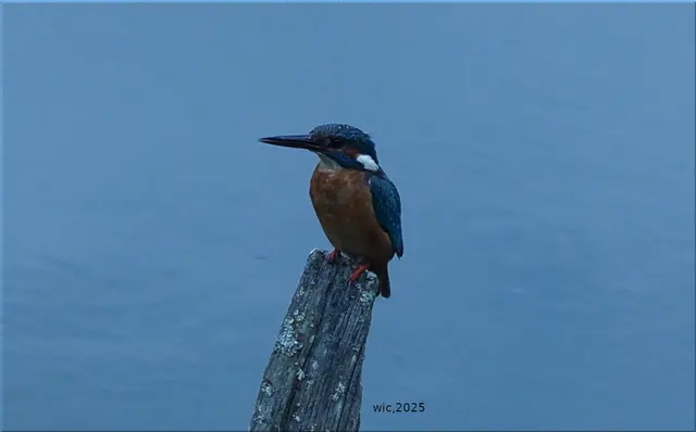 Eisvogel  | Foto: (2025 wic)