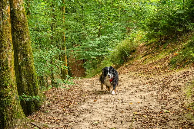 Zwischen Schöllerhof und Märchenwald | Foto: Elke Bitzer