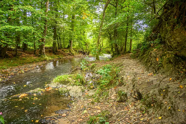 Zwischen Schöllerhof und Märchenwald | Foto: Elke Bitzer