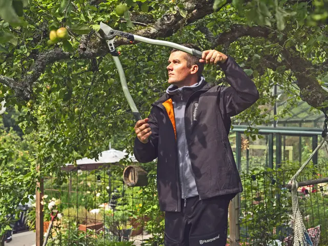 Wer Obstbäume auslichtet, sorgt für mehr Licht und Luft in der Krone. Foto: DJD/www.greenbase.de