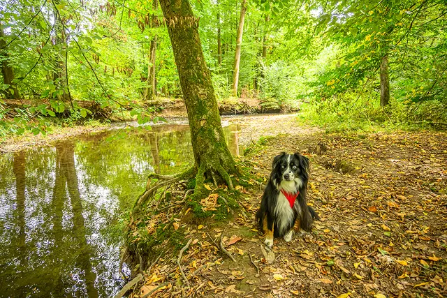 Zwischen Schöllerhof und Märchenwald | Foto: Elke Bitzer