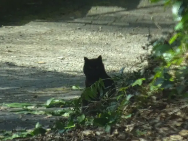 Katze | Foto: Bildrechte: Stefania Herod