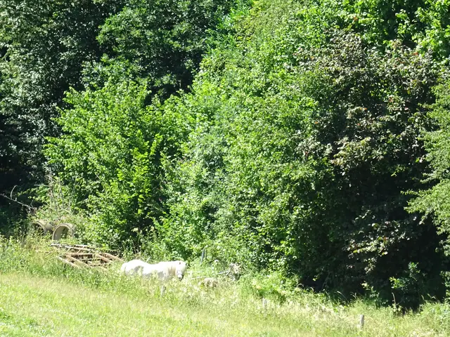 Einhorn, sehr scheu | Foto: Bildrechte: Stefania Herod