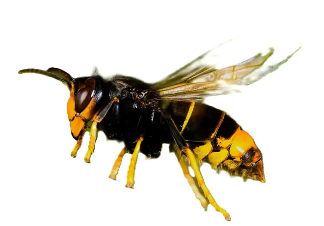 Vespa Velutina Nigrithorax | Foto: Bildrechte: C. Beyerlein