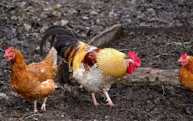 In Hürth mussten gestern 500 Tiere getötet werden. Die eingerichtete Schutzzone ist zehn Kilometer groß. | Foto: Foto: Pixabay