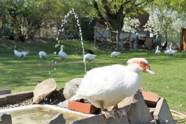 Auf dem Gertrudenhof musste der gesamte Geflügelbestand getötet werden. | Foto: Foto: Gertrudenhof