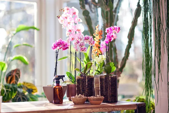 Orchideen zählen zu den beliebtesten Zimmerpflanzen hierzulande – gelten aber auch als etwas sensibel. Foto: DJD/Compo/Witte Wattendorff