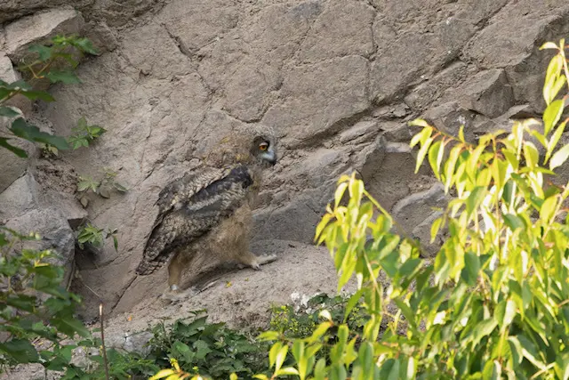 Uhu am Eulenberg | Foto: W D-Böhm
