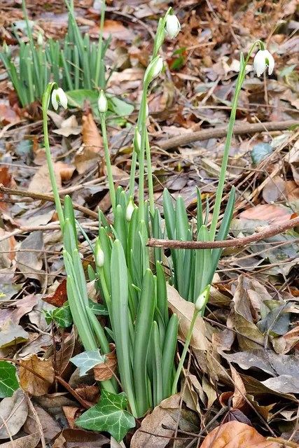 Die meisten Stauden, Knollen- und Zwiebelpflanzen ziehen sich in ihre Überdauerungsorgane im wärmeren Boden zurück und verbringen dort den Winter, bevor sie im Frühjahr wieder austreiben. Foto: BGL