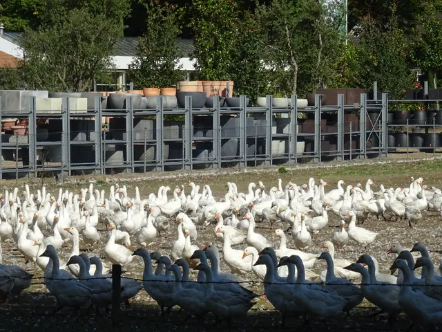 Gänse  | Foto: Bildrechte: Stefania Herod