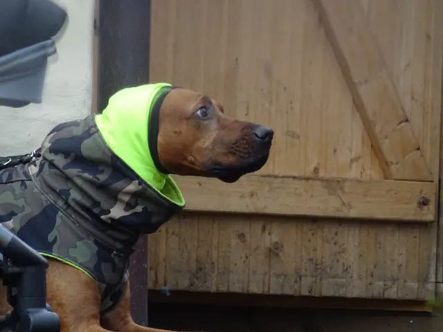 Cane macchiato | Foto: Bildrechte: Stefania Herod