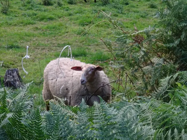Wo bitte geht es zur Krippe? | Foto: Bildrechte: Stefania Herod