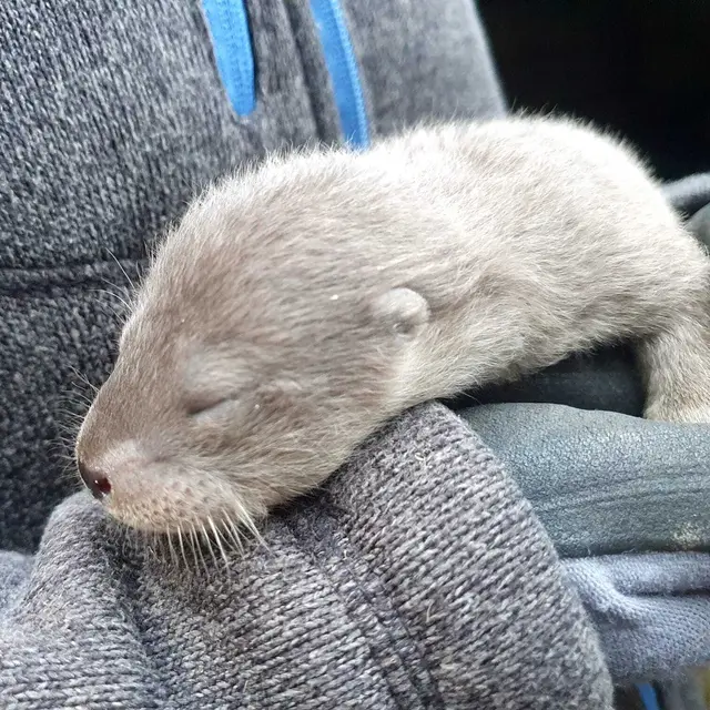 Noch hat der Fischotter die Augen geschlossen. Foto: Wildpark Reuschenberg