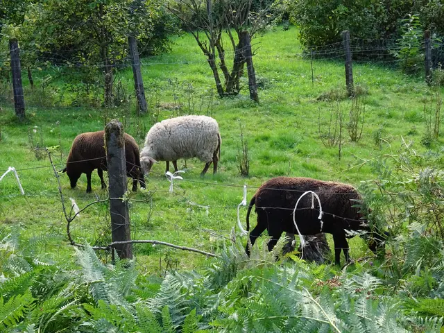 Schäfchen 03 | Foto: Bildrechte: Stefania Herod