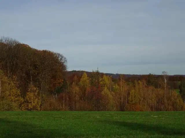 Wolfs-Gebiet 01 - Wer sieht ihn? | Foto: Bildrechte: Stefania Herod