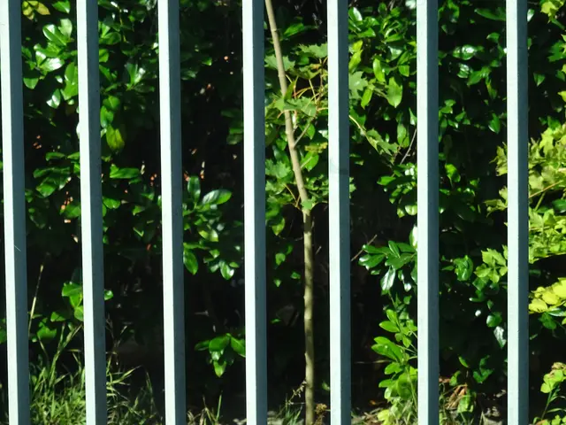 Schutzzaun | Foto: Bildrechte: Stefania Herod